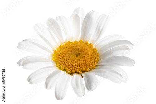 A close up of a marguerite flower isolated on white background, Leucanthemum
