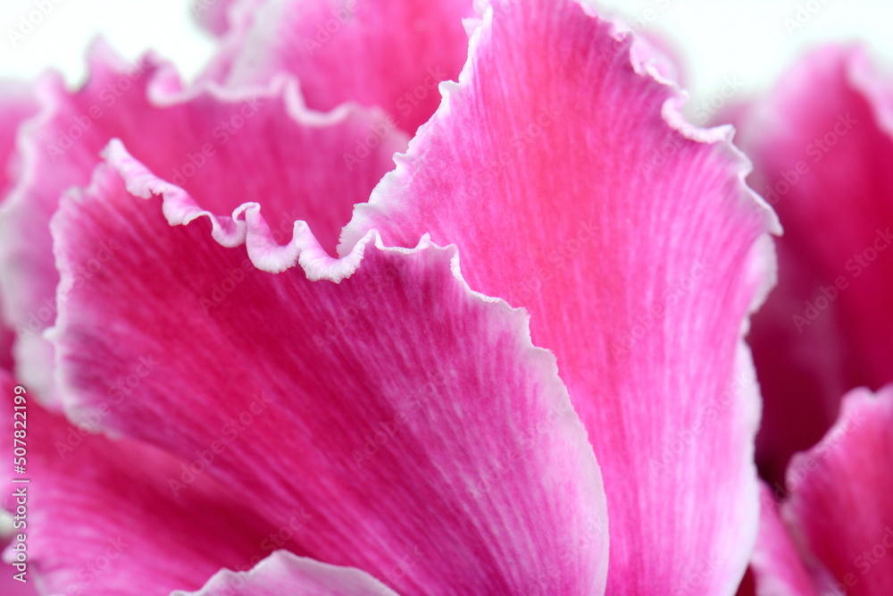 Abstract, macro shot of Cyclamen petals. Full frame of pink petals. Abstract, macro shot of Cyclamen petals. Full frame of pink petals.