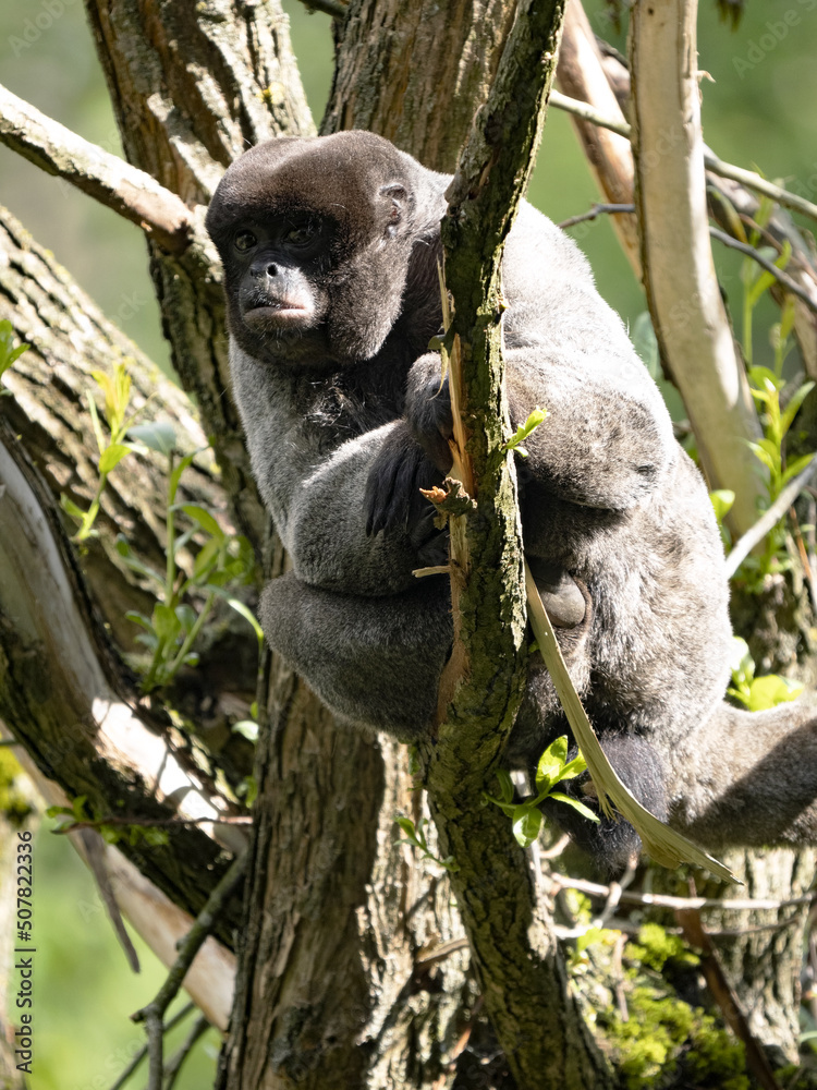 Fototapeta premium The woolly monkey, Lagothrix lagotricha, sits on a tree and basks in the morning sun.