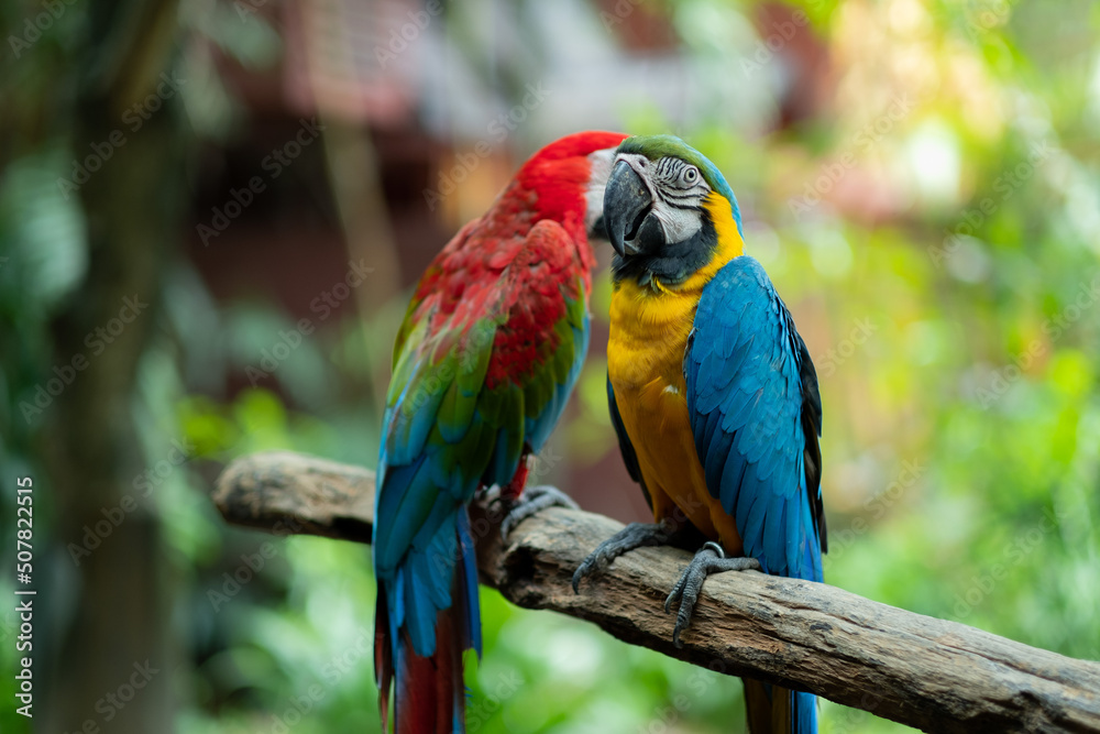 Fototapeta premium closeup parrot with blur background, nature bird, macaw