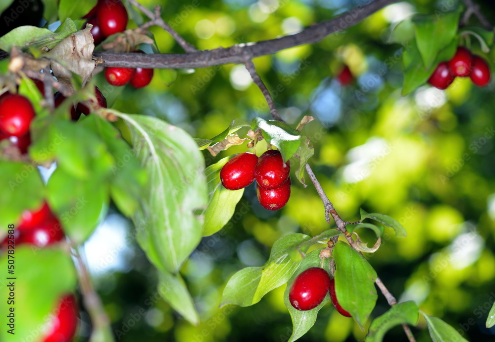 Cornus fruit .Dogwood berries are hanging on a branch of dogwood tree. Cornel, Cornelian Cherry Dogwood.  