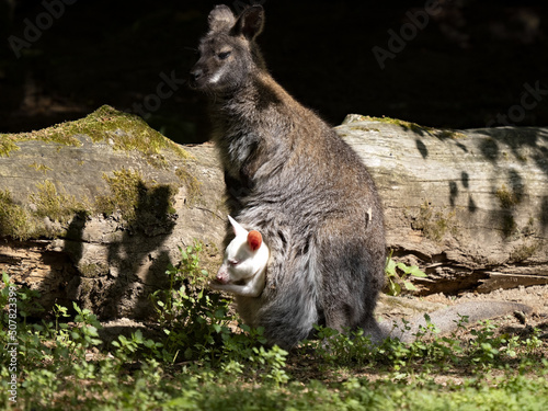 Bennett's wallaby, Macropus rufogriseus, female has a white chick bag.