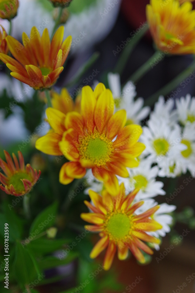 黄色のキクの花