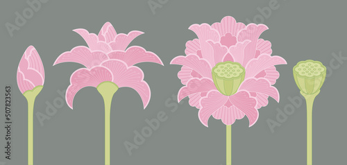 Set of pink, ornamental Indian lotus flowers in four different phases: bud, opening blossom, full blossom and seed pod.