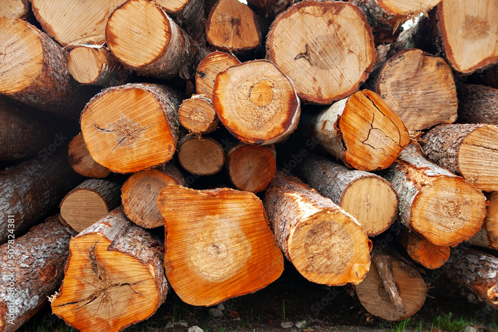 Pile of wood logs / Timber texture Pile of wood logs / Timber texture