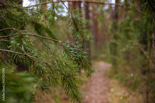Coniferous forest on   summer day