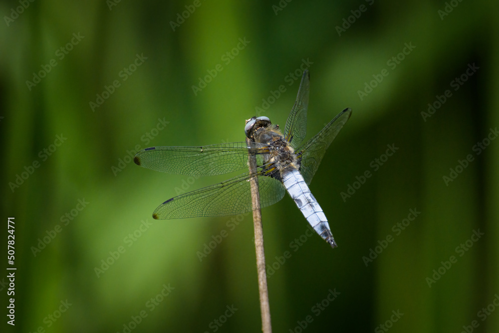 A scarce chaser dragonfly resting near water A scarce chaser dragonfly resting near water