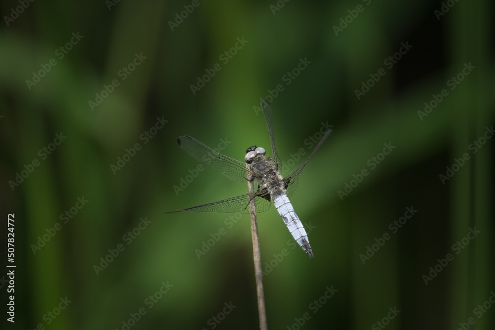 A scarce chaser dragonfly resting near water A scarce chaser dragonfly resting near water