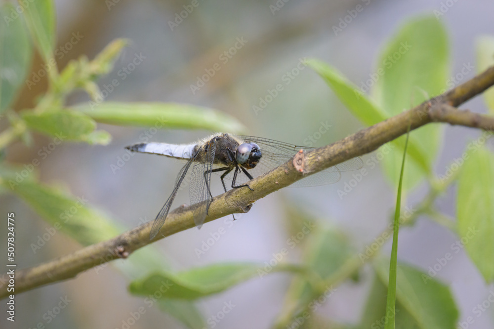 A scarce chaser dragonfly resting near water A scarce chaser dragonfly resting near water