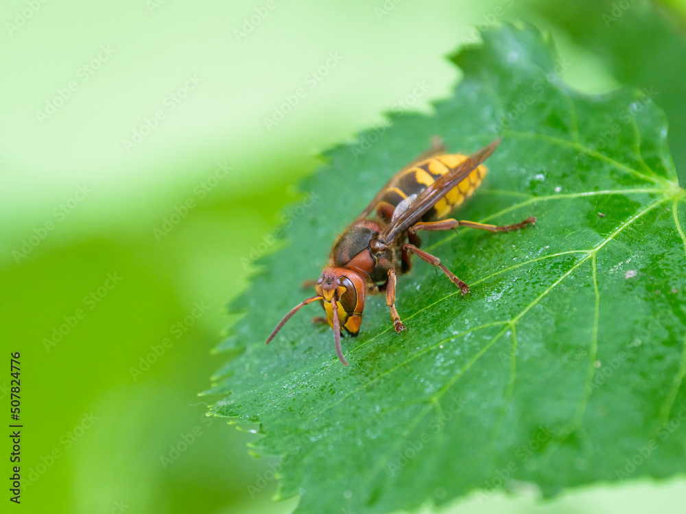 A European hornet sitting on a leaf A European hornet sitting on a leaf