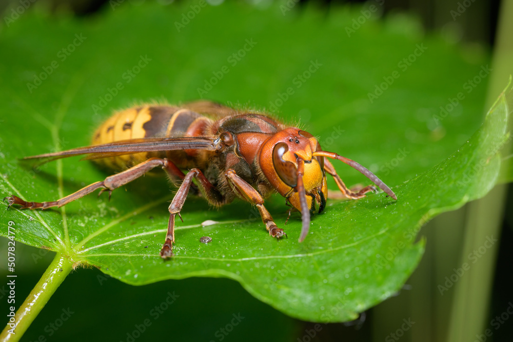 A European hornet sitting on a leaf A European hornet sitting on a leaf