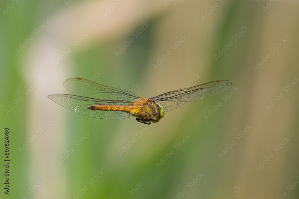 A green eyed hawker dragonfly in flight A green eyed hawker dragonfly in flight