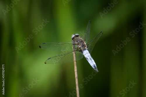 A scarce chaser dragonfly resting near water © Stefan