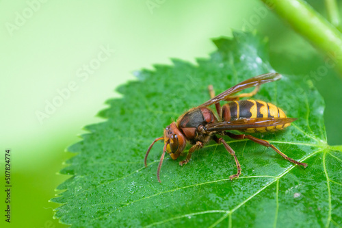 A European hornet sitting on a leaf © Stefan