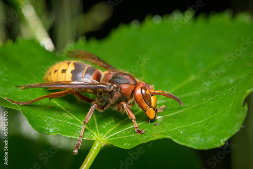 A European hornet sitting on a leaf © Stefan