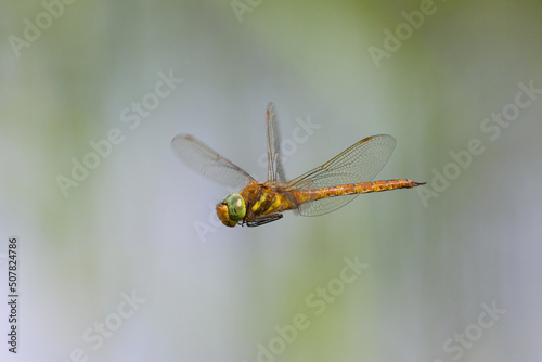 A green eyed hawker dragonfly in flight