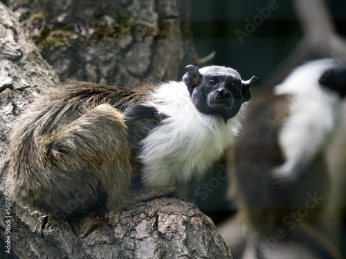 A Brazilian Bare-faced Tamarin, Saguinus bicolor, sits on a trunk and observes the surroundings. photo