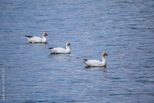 Selective focus view of three snow geese floating in the St. Lawrence River during a spring morning  Cap-Rouge area  Quebec City  Quebec  Canada
