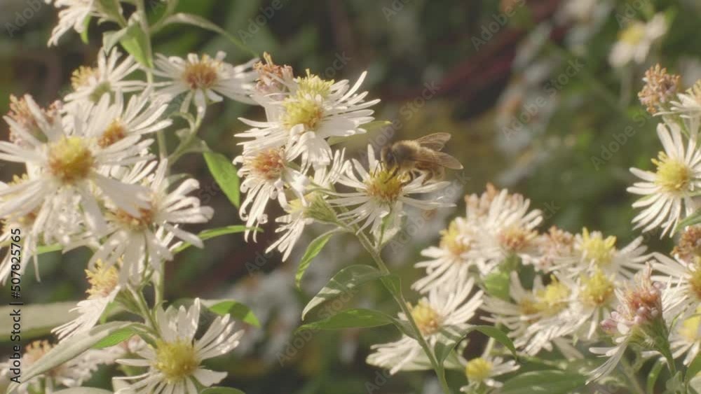 Bee pollinating a plant with white heath aster flowers in bloom in late summer Bee pollinating a plant with white heath aster flowers in bloom in late summer