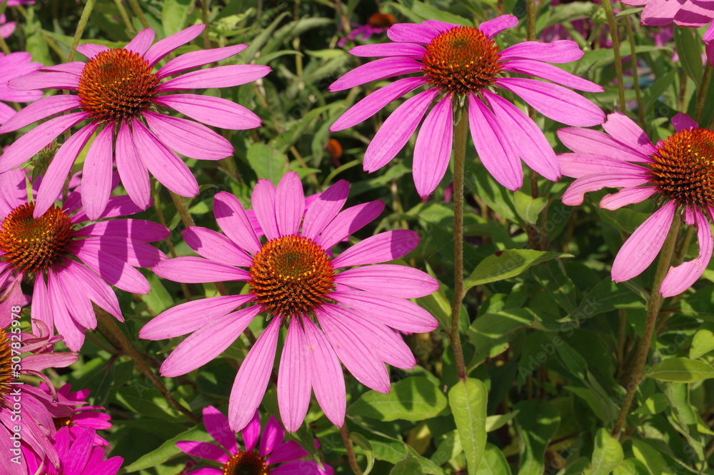 Fototapeta premium たくさんのピンク色のキク科の花