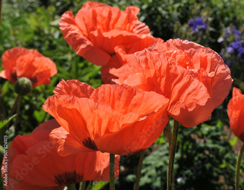 Poppies