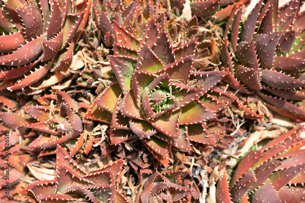 Thicket of colorful succulent plant