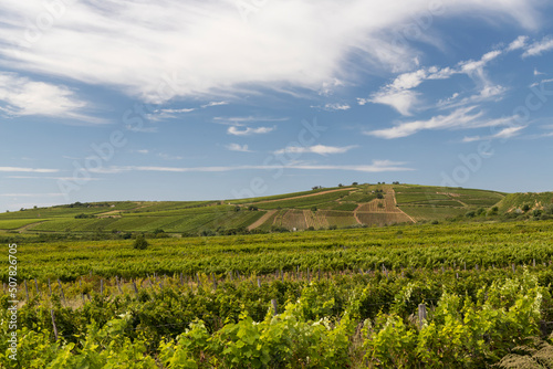 Tokaj landscape with vineyard  Unesco site  Hungary