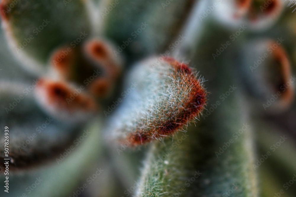 Obraz premium Chocolate soldier macro