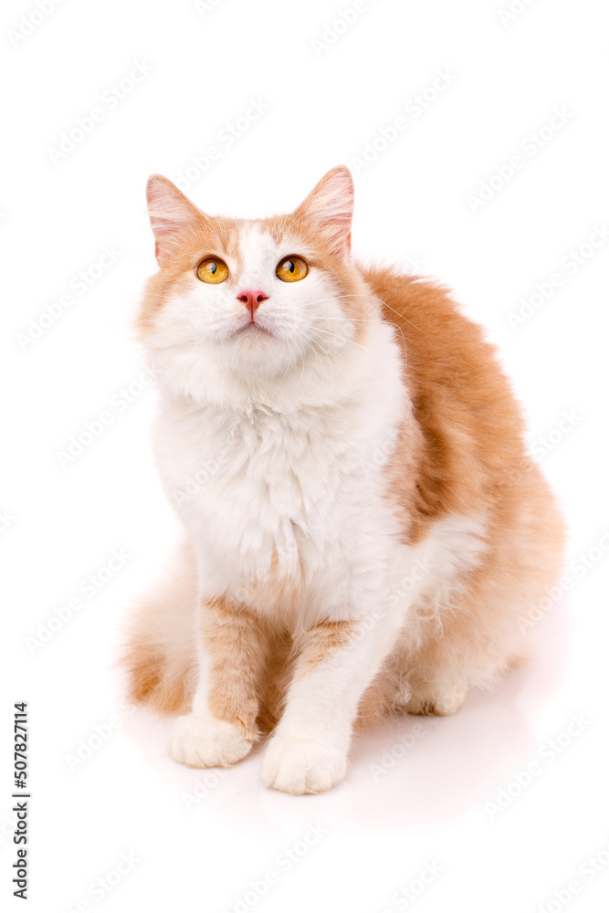 Focused adult male cat sitting on a white background and looking up with yellow eyes.