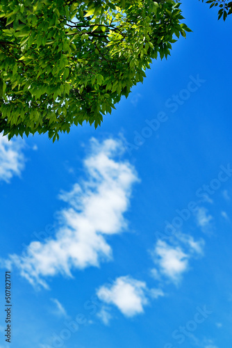 Fototapeta Naklejka Na Ścianę i Meble -  green leaves and blue sky