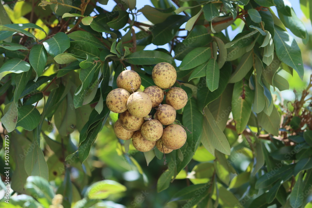 Dimocarpus longan, commonly known as the longan, is a tropical tree