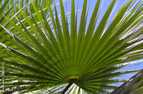 Livistona palm leaves close-up. Exotic motive.