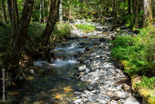 stream in the forest