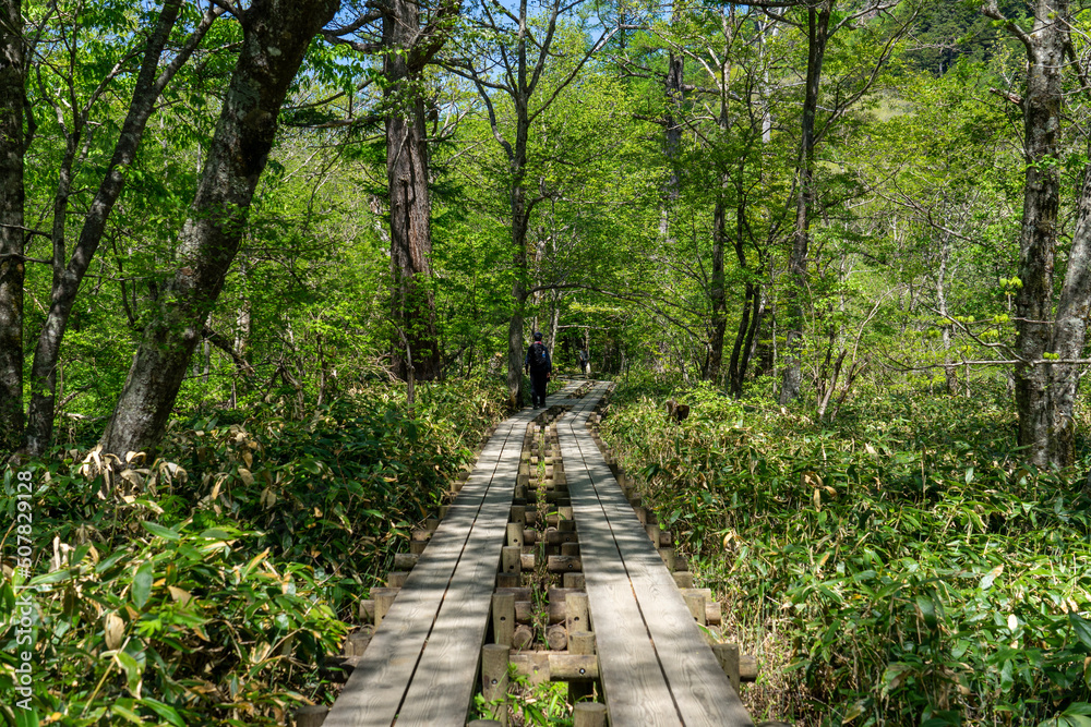 path in the forest path in the forest
