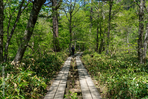 path in the forest