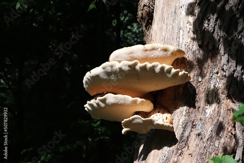 Żagwiak łuskowaty - grzyb nadrzewny photo