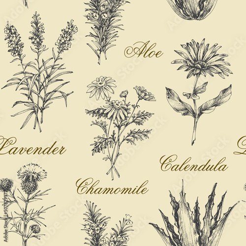 Medicinal herbs hand drawn. Chamomile, marigold, aloe, lavender, thistle botanical pattern for healthy living