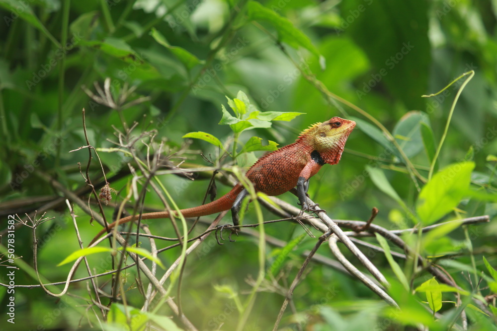 Chameleon (Indian garden lizards) Chameleon (Indian garden lizards)