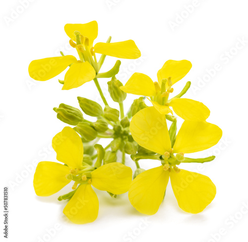 Mustard plant with flowers photo