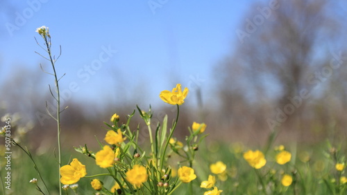 field of yellow flowers © Анатолий Воропаев