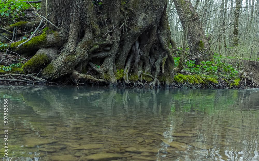tree in the water tree in the water