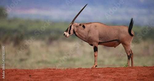 An oryx rests in the Tsavo reserve photo