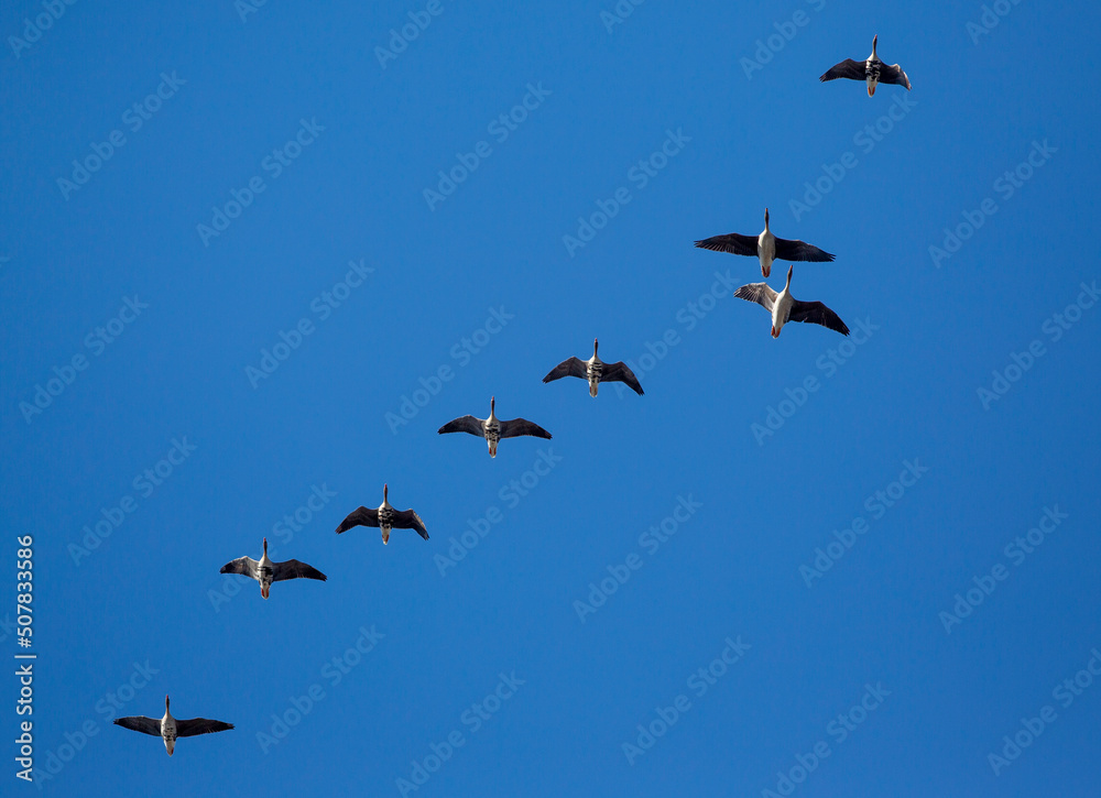 Migratory birds against the blue sky on a sunny morning in Europe.