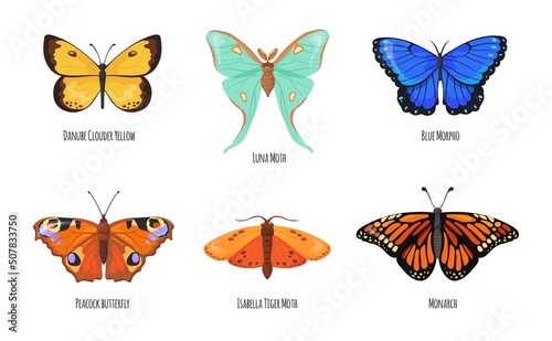 Lepidoptera butterflies. Peacock butterfly, beauty species tropical fly insect with antenna flower colorful delicate wings, bright springtime moth, cartoon neat vector illustration