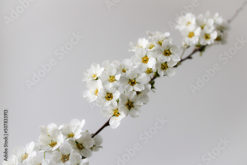 white cherry blossom