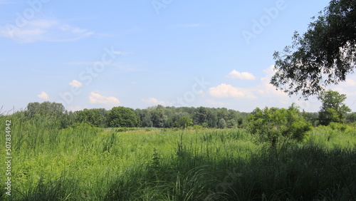 lake in the forest