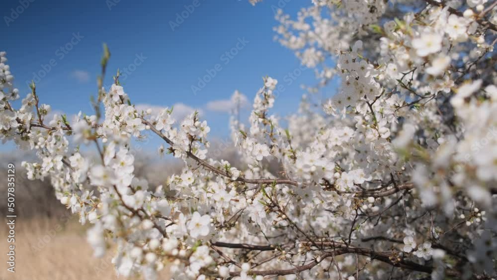 Branches covered with white flowers in bright sunlight against blue sky, panning shot Branches covered with white flowers in bright sunlight against blue sky, panning shot