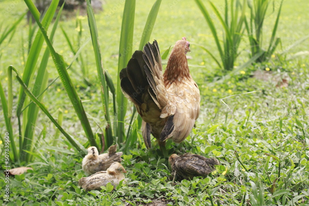 chicken in the grass chicken in the grass