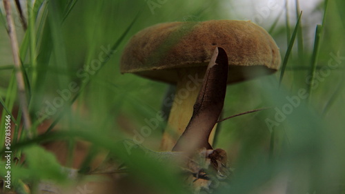 mushroom in the forest