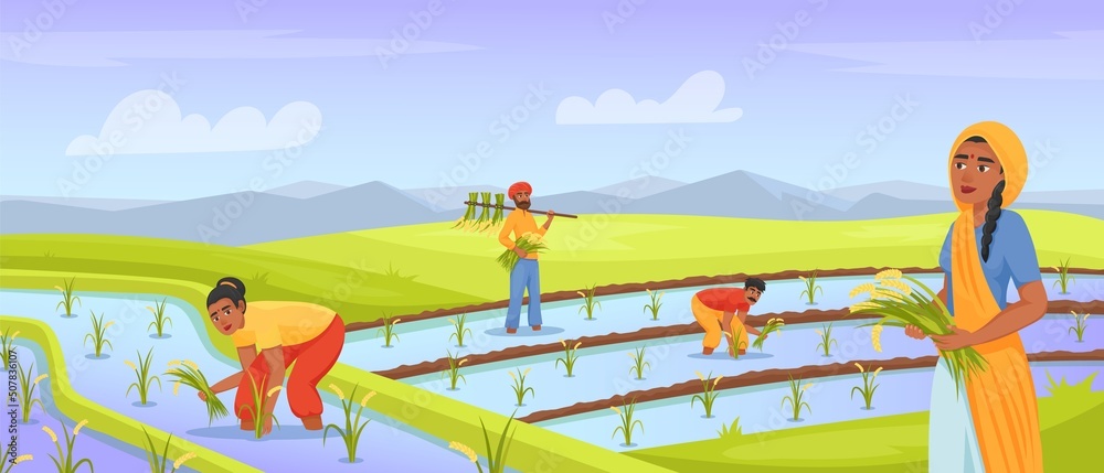 Vetor de Indian farmers harvesting rice. Farmer working in land field,  rural farming india agriculture, watering paddy, asian worker on planted  meadow, cartoon exact vector illustration do Stock | Adobe Stock